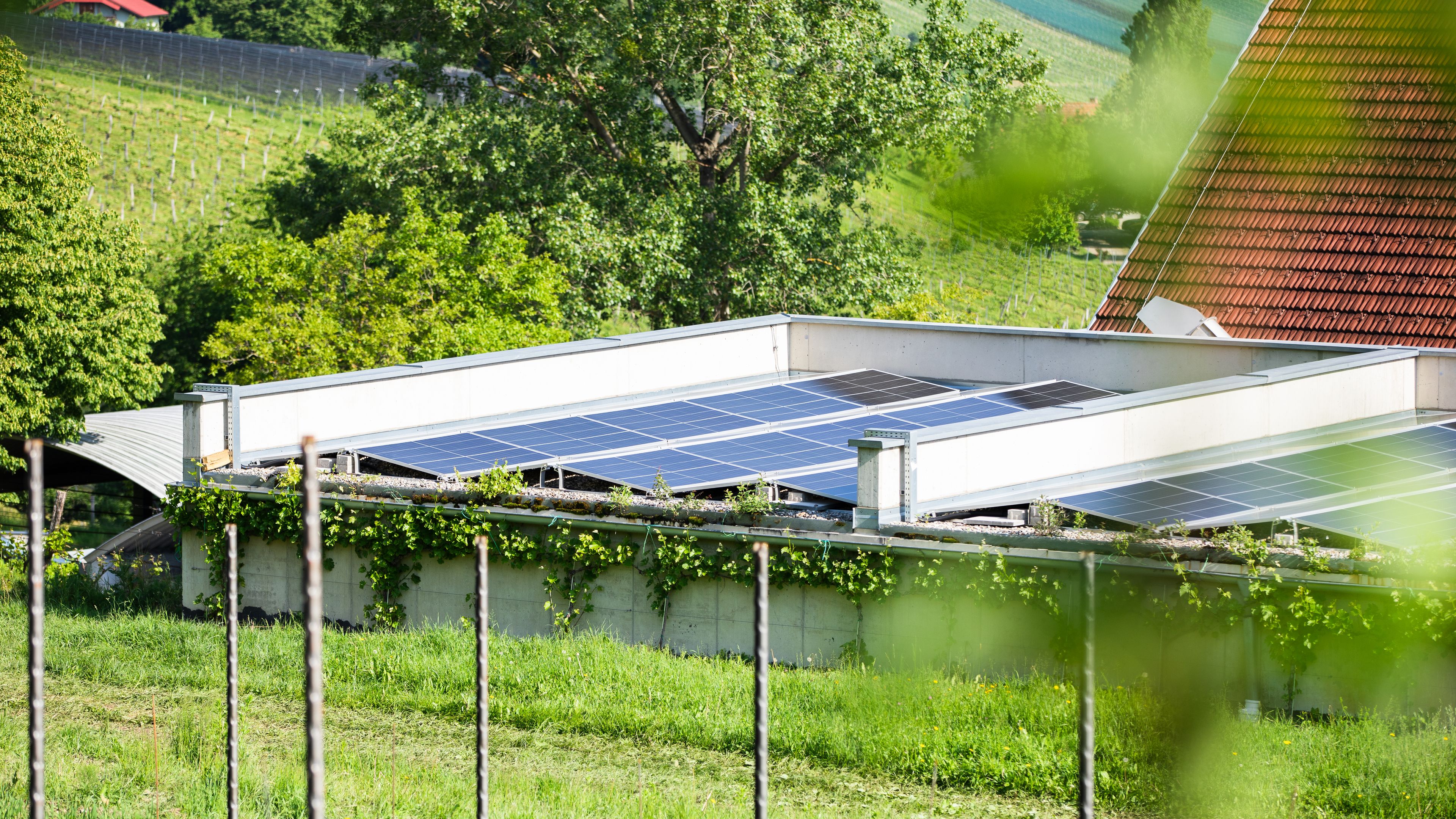PV-Anlage auf einer grünen Wiese